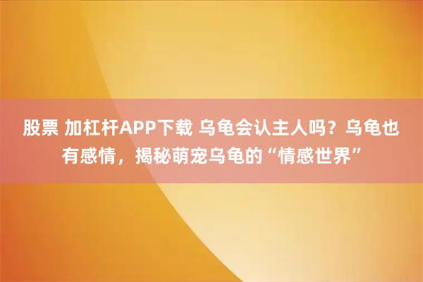 股票 加杠杆APP下载 乌龟会认主人吗?乌龟也有感情,揭秘萌宠乌龟的“情感世界”